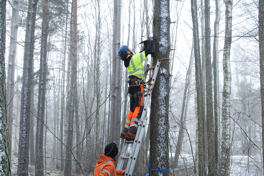 Personal från Stockholms stad sätter upp fågelholkar.