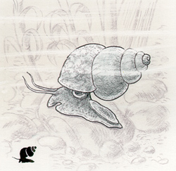 Mindre snytessnäcka