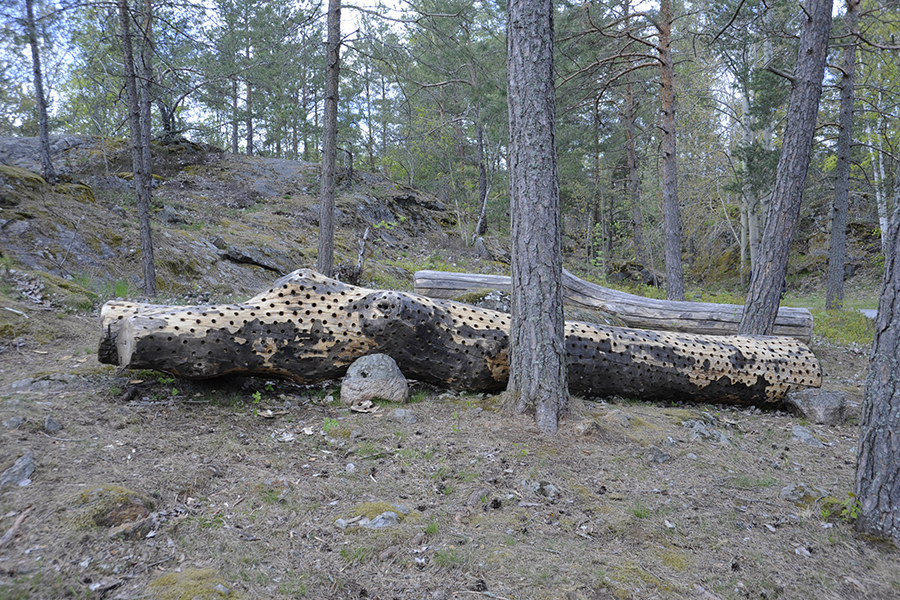 Skulpterade stockar, för lek i Sagoskogen.