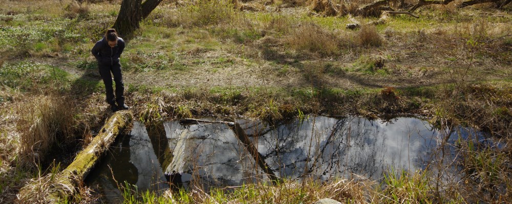 Inventering i Sköndalsdammen 2016. Foto: Oliver Karlöf